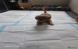 Cavapoo dogs for sale: LITTER OF BEAUTIFUL F2 CAVAPOOS  - Image 6