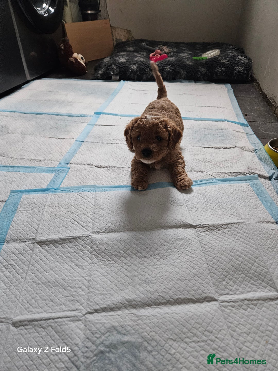 Cavapoo dogs for sale: LITTER OF BEAUTIFUL F2 CAVAPOOS  - Image 6