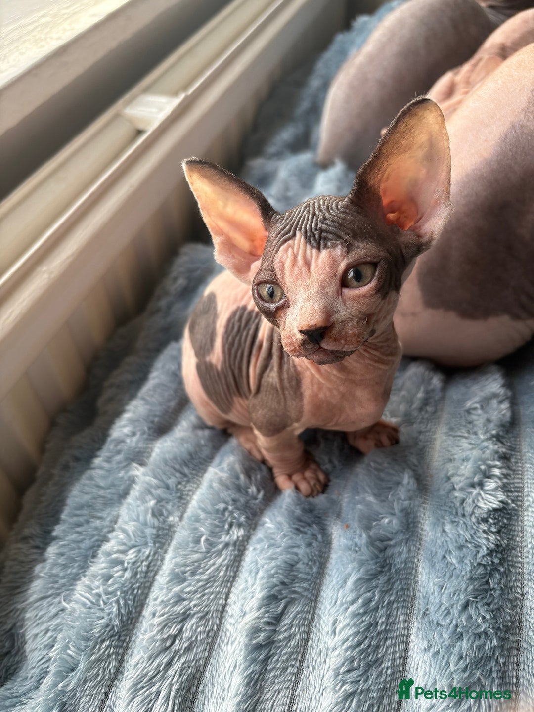 Sphynx cats for sale: Two beautiful male Sphynx kittens  - Advert 19