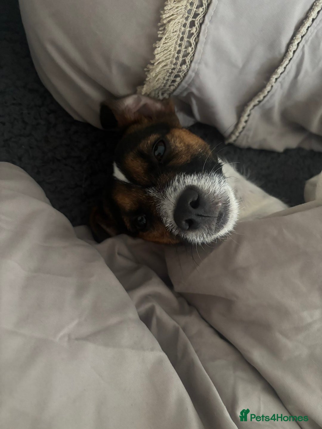 Mixed Breed dogs for sale: Patterjack dog rehome  - Advert 4