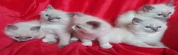 Ragdoll cats for sale: GCCF Reg. Ragdoll Kittens, Champion Bloodlines - Advert 31
