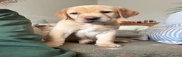 Labrador Retriever dogs for sale: Labrador puppies for sale - Advert 7