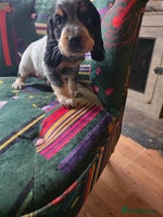Cocker Spaniel dogs Beautiful cocker spaniel pups ready in one week - Advert 1