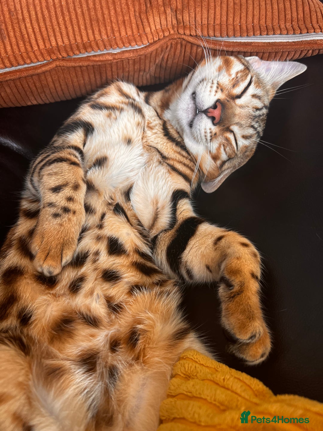 Bengal cats for sale: Salvador - bengal cat - Image 10