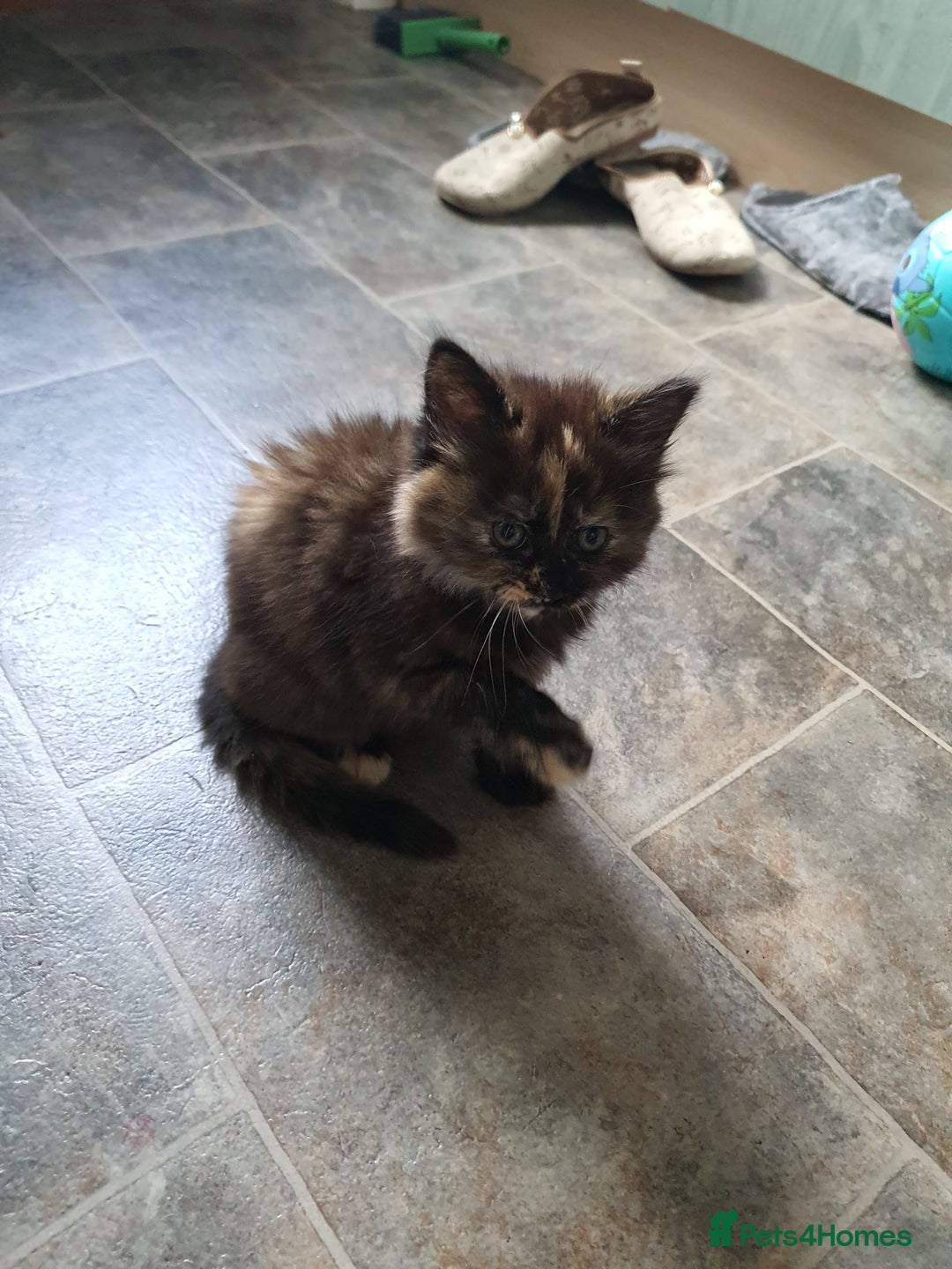 Mixed Breed cats for sale: Kittens for sale  - Image 5