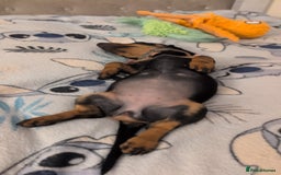 Miniature Dachshund dogs for sale: Last beautiful little girl  - Image 2