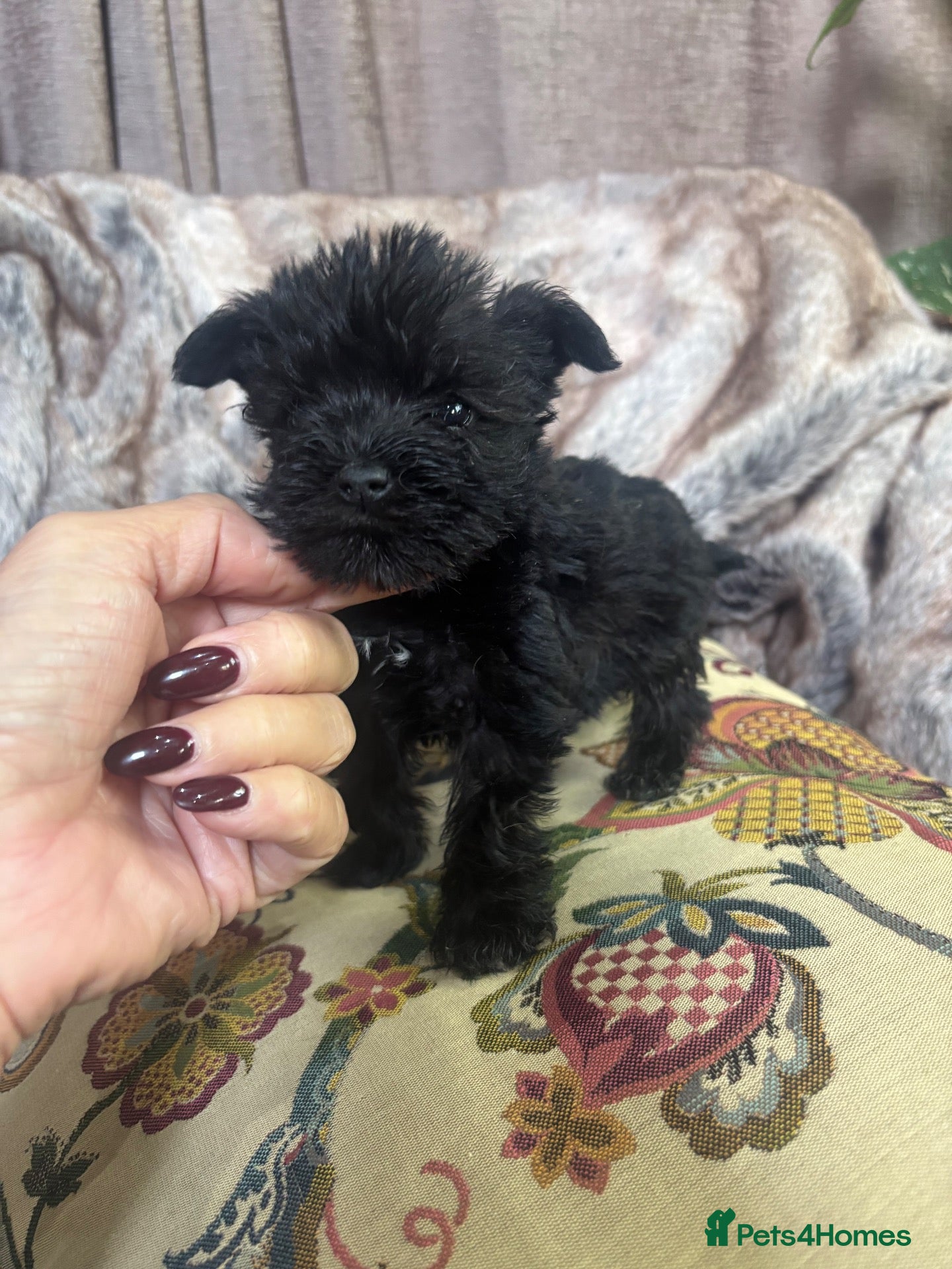 Miniature Schnauzer dogs Beautiful KC Miniature Schnauzers Black - Advert 1