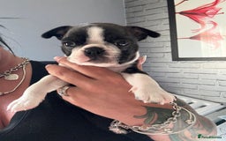 Boston Terrier dogs for sale: Kc Boston terrier  - Image 7