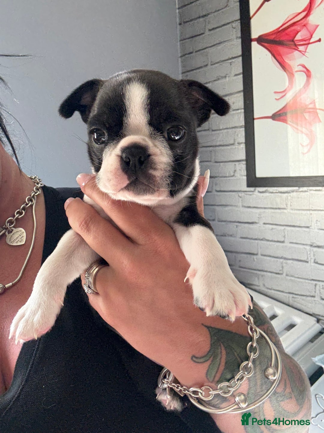 Boston Terrier dogs for sale: Kc Boston terrier  - Image 7