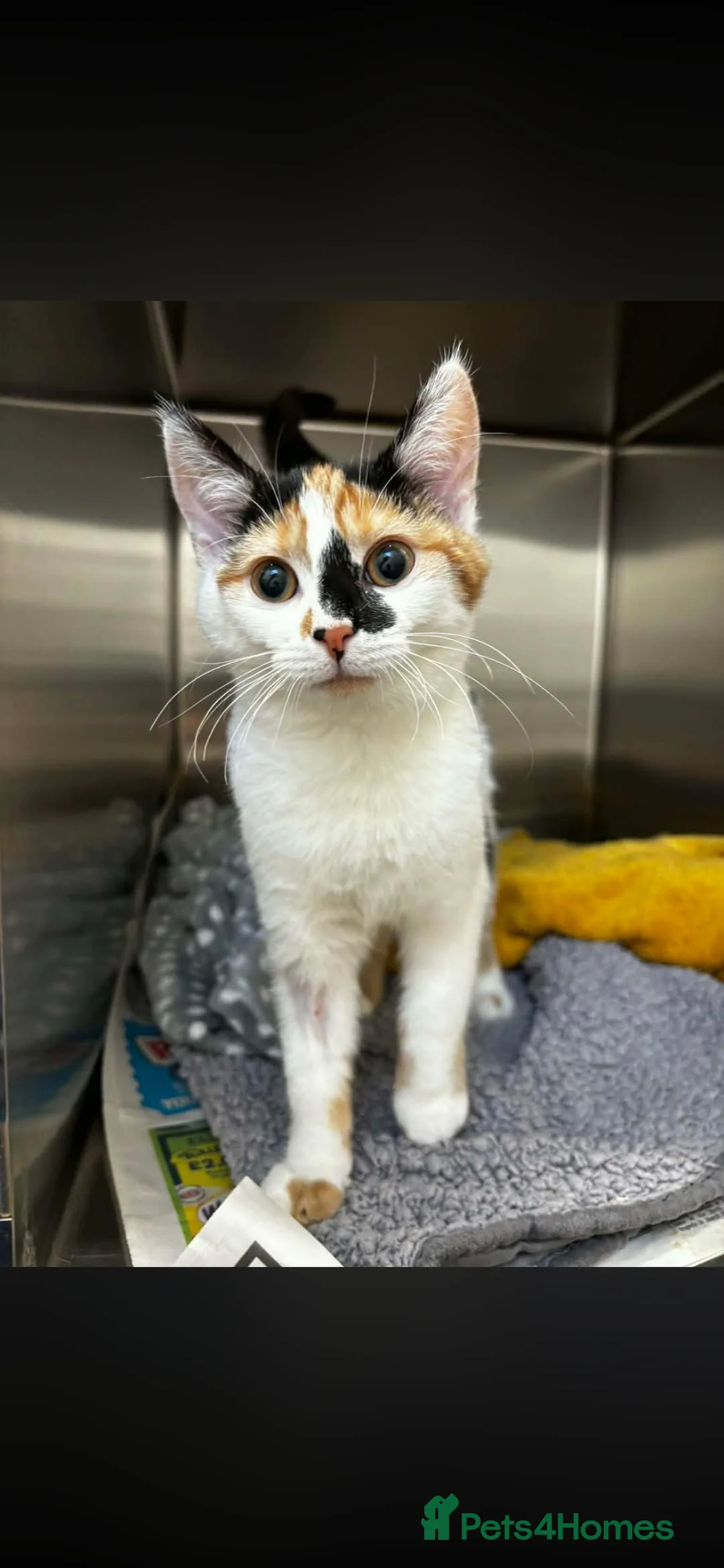 Mixed Breed cats for sale: Beautiful calico cat  - Advert 6