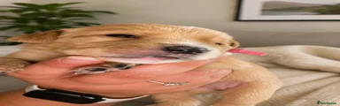Labrador Retriever 4