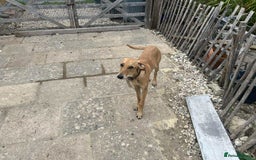 Mixed Breed dogs for adoption: Sweet and loveable Honey, 5 months old - Image 17