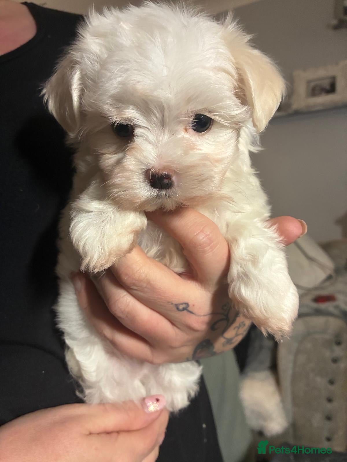 Maltese dogs stunning Korean Maltese puppies - Advert 6