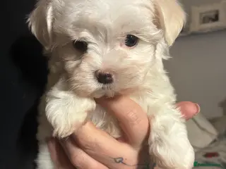 Maltese dogs stunning Korean Maltese puppies - Advert 6