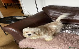 Cavapoo dogs for adoption: Buddy - Hingham Norfolk  - Image 7