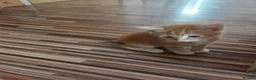 Mixed Breed cats for sale: Very loving Kittens  - Advert 2