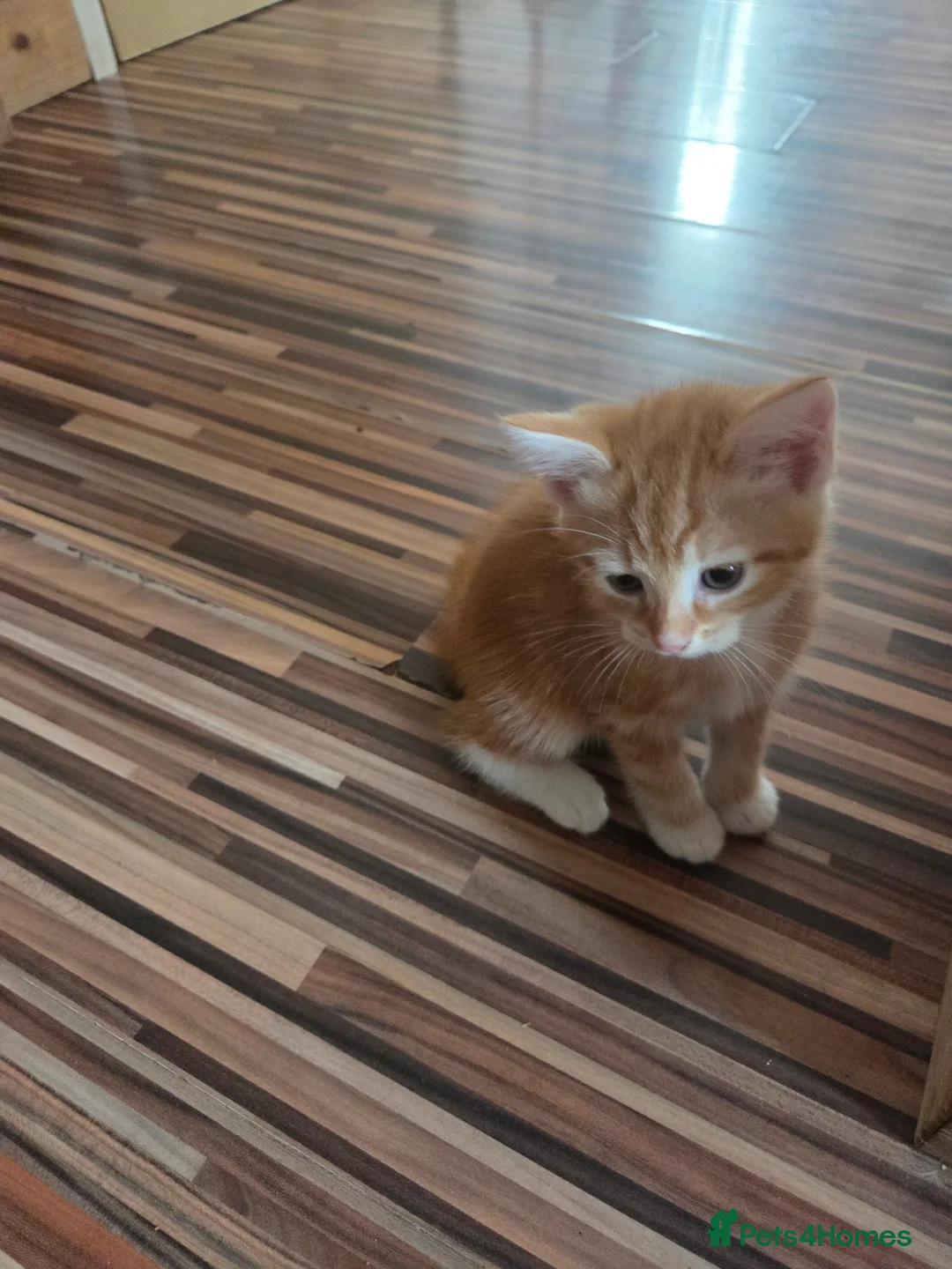Mixed Breed cats for sale: Very loving Kittens  - Advert 2