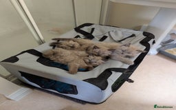 Ragdoll cats for sale: 4 gorgeous ragdoll kittens  - Image 9