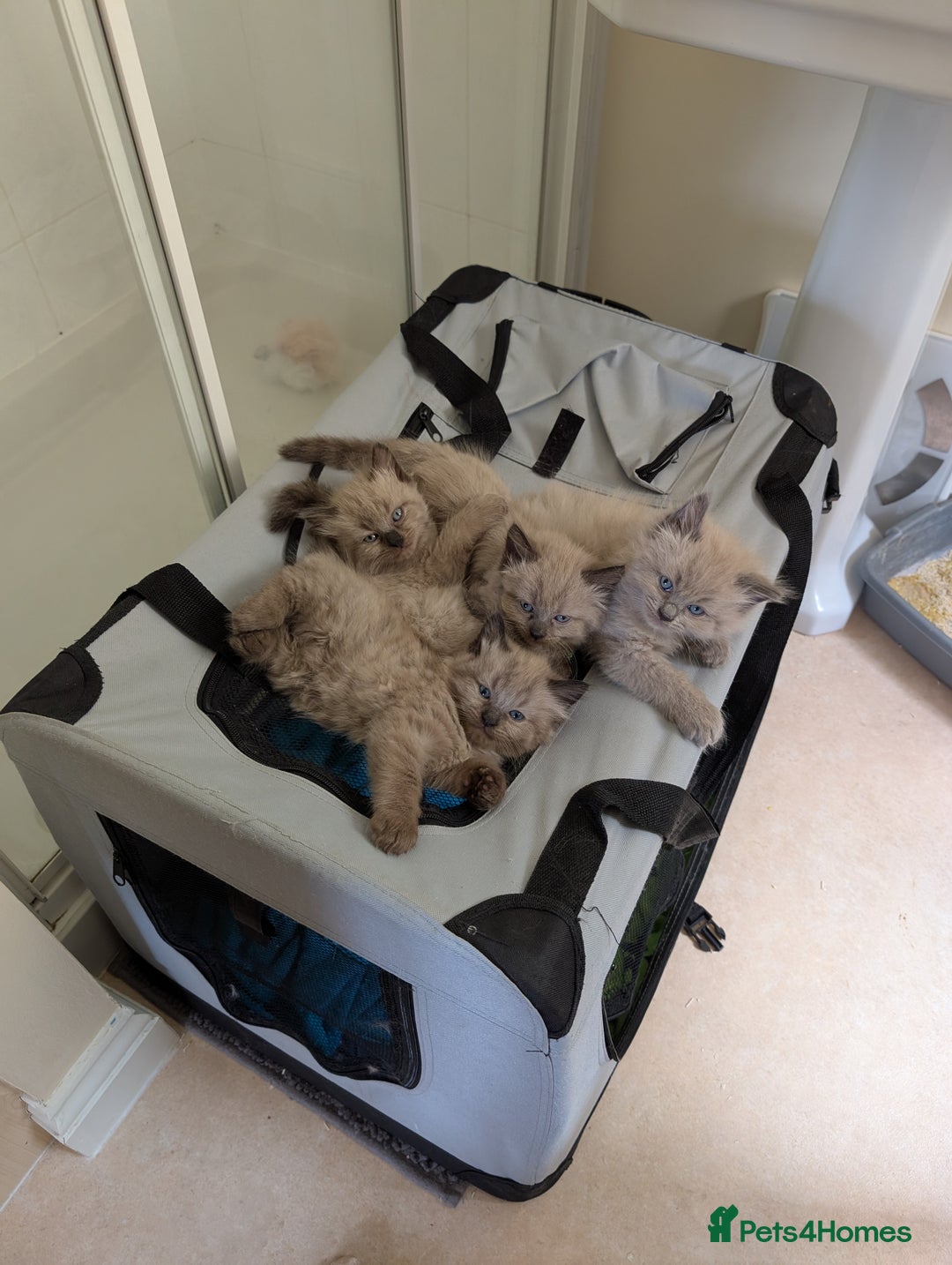 Ragdoll cats for sale: 4 gorgeous ragdoll kittens  - Image 9