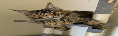 Maine Coon Kitten 1