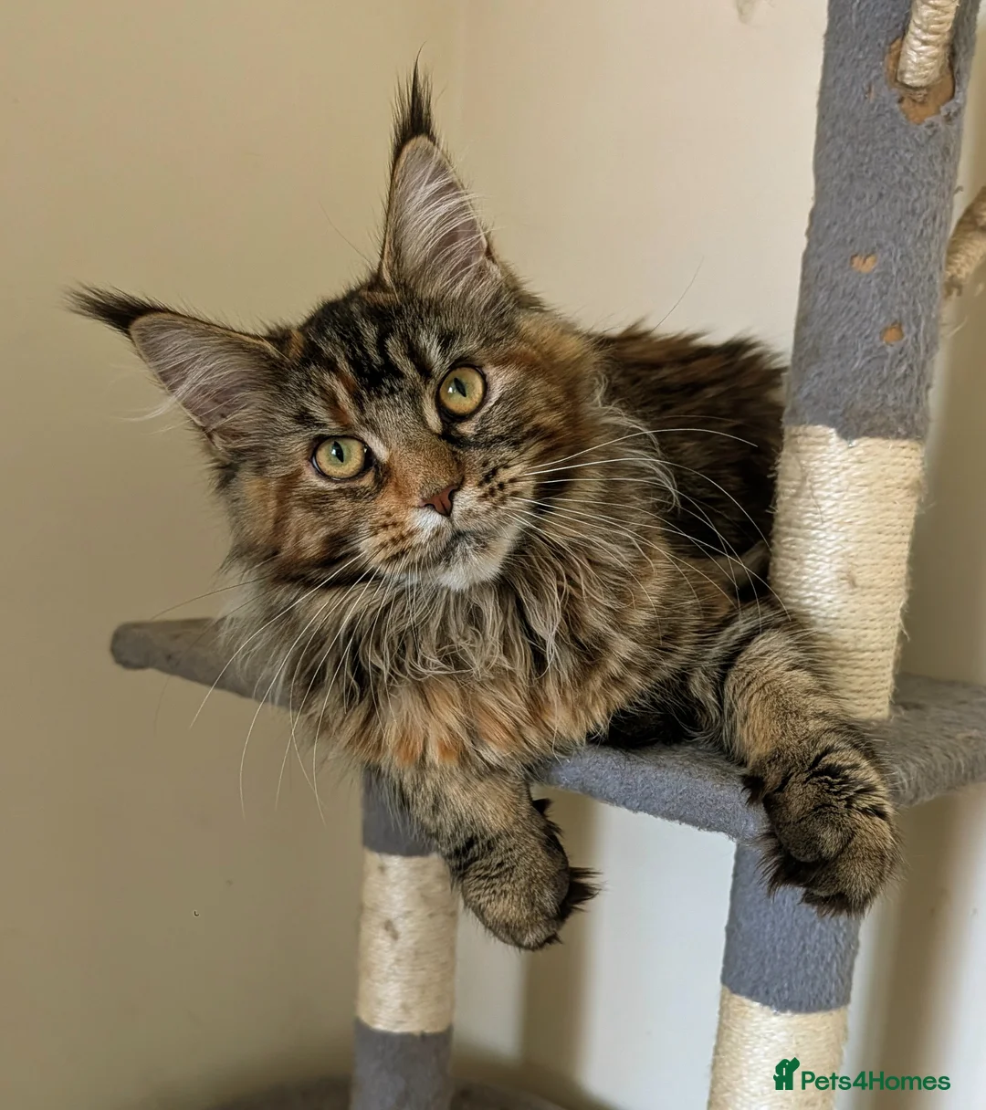 Maine Coon cats for sale: 2 beautiful Maine coon girls - Advert 2