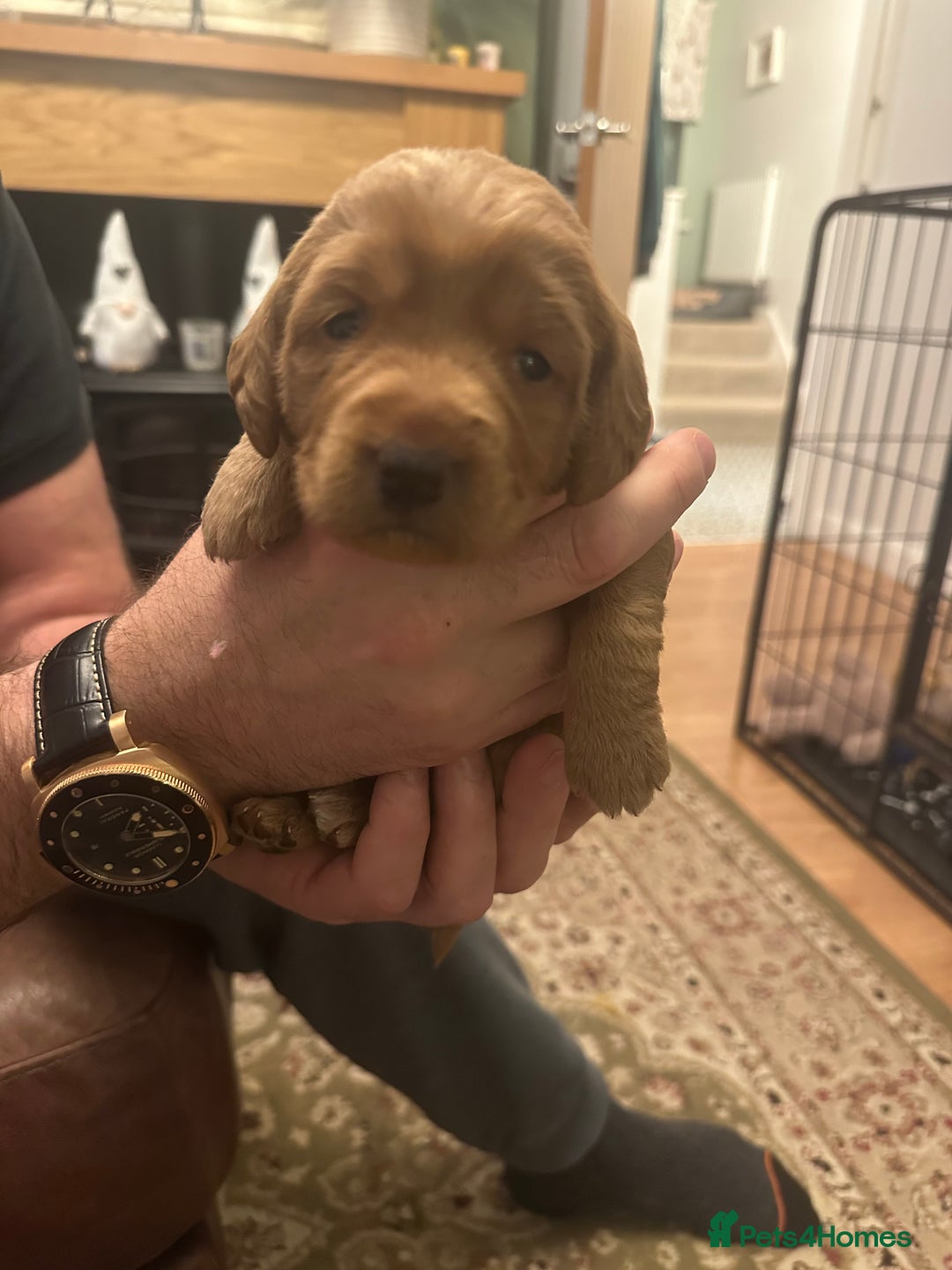 Labradoodle dogs for sale: Miniature F1 Labradoodles  - Advert 36