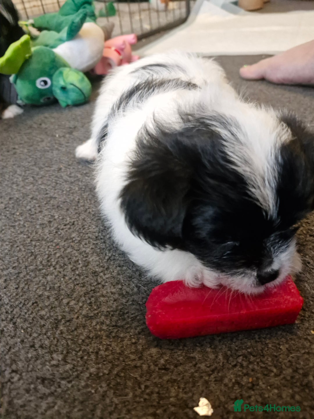 Mixed Breed dogs for sale: Stunning maltipoo x pug baby  - Advert 16