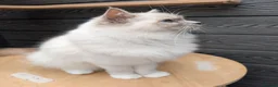 Ragdoll cats for sale: Females ragdoll as a pet or breeding  - Advert 7