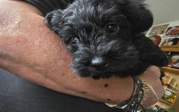 Schnoodle dogs for sale: Schnoodle puppys  - Image 2