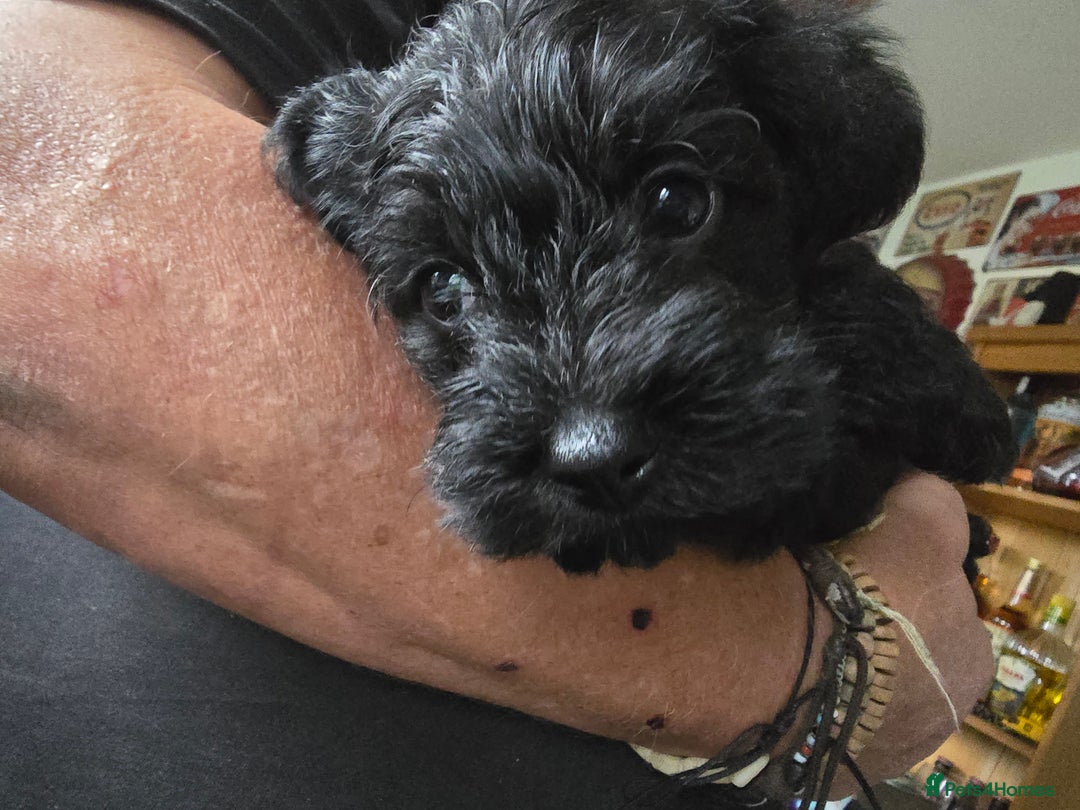 Schnoodle dogs for sale: Schnoodle puppys  - Image 2