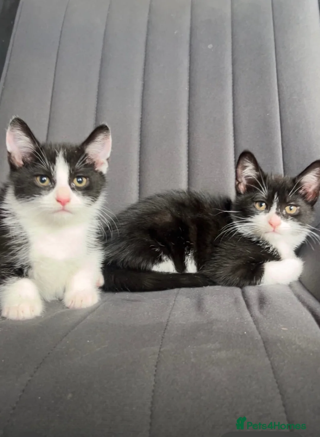 Mixed Breed cats for sale: Male and Female  in Eastbourne - Advert 6
