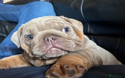 English Bulldog dogs for sale: Top Quality Chunky KC English Bulldogs  in Lampeter - Image 17