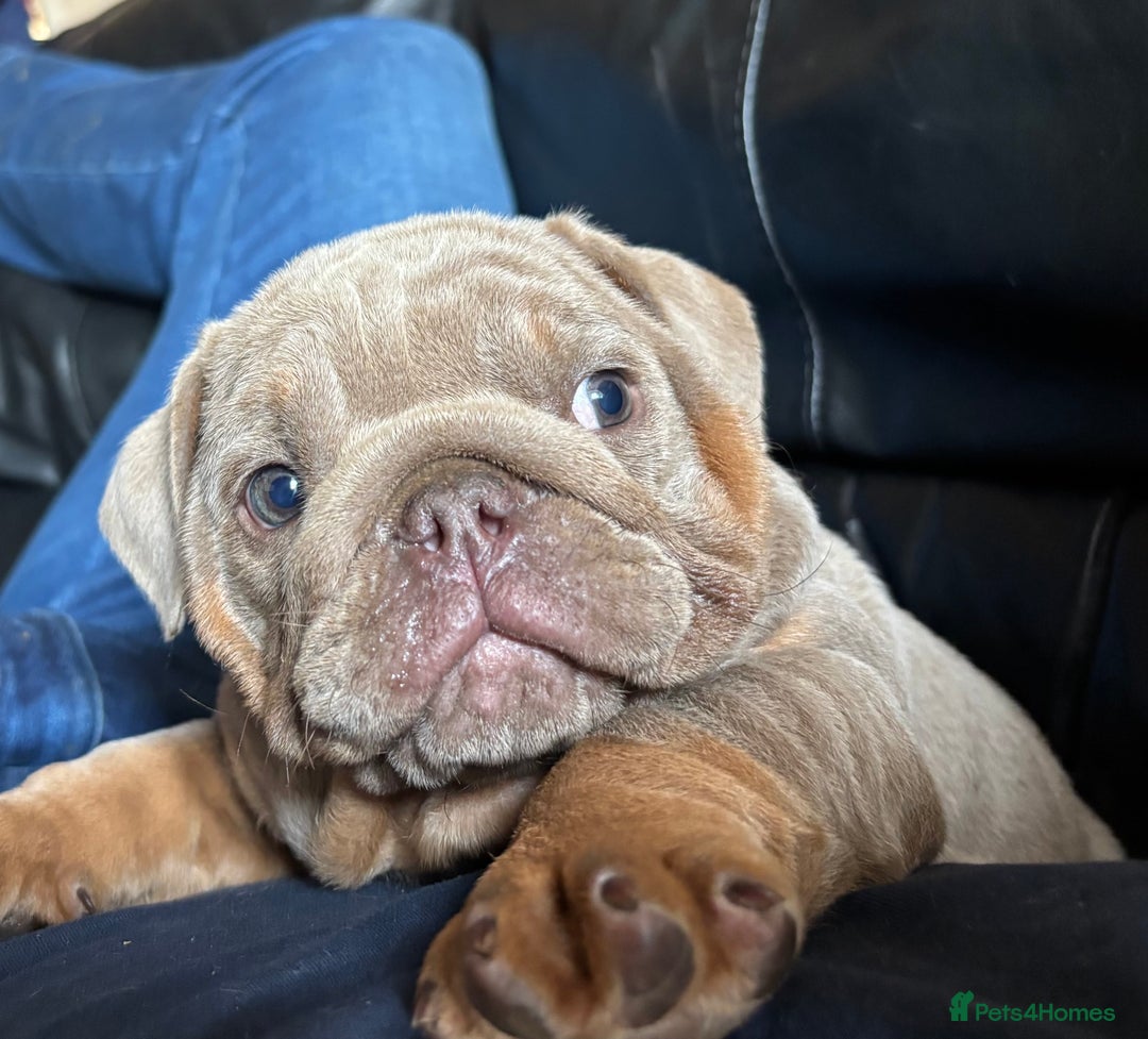 English Bulldog dogs for sale: Top Quality Chunky KC English Bulldogs  in Lampeter - Image 17