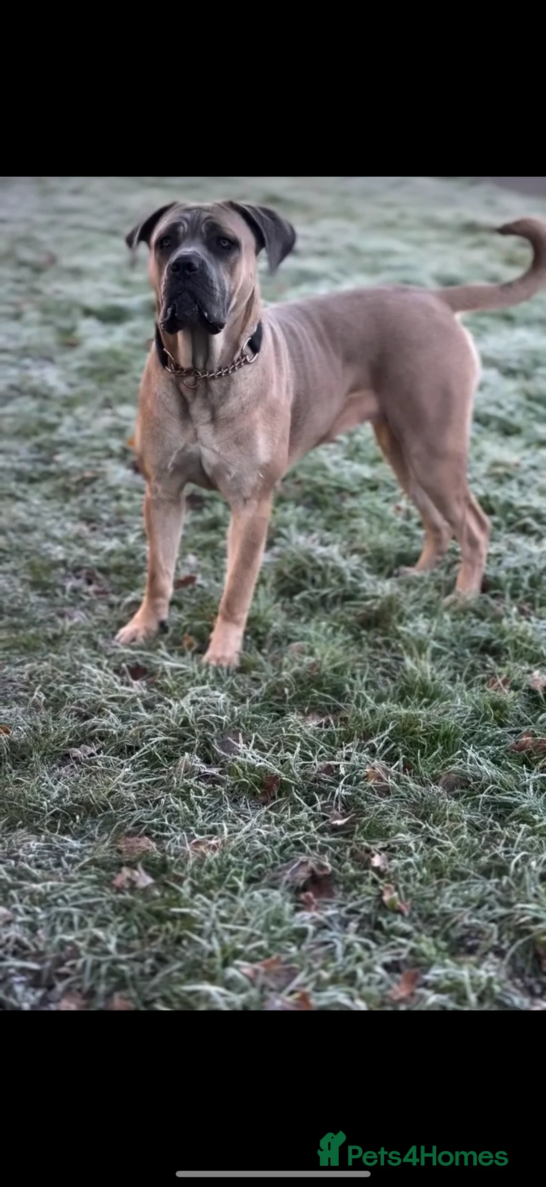 Cane Corso dogs for sale: Iccf cane corso  - Advert 2