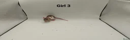 Rat rodents for sale: April Rats! (7 Boys & 5 Girls Left) - Advert 13