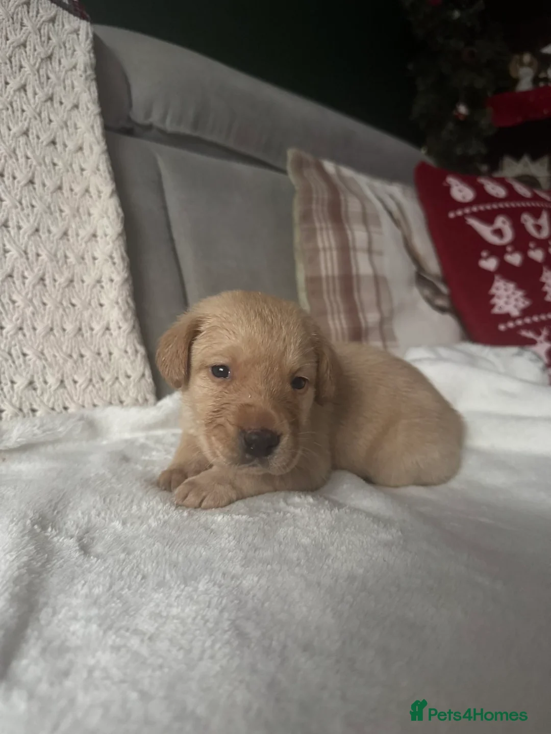 Labrador Retriever dogs for sale: * SOLD * Stunning litter of 9 golden labradors  - Advert 3