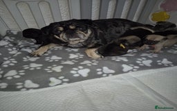 Pug dogs for sale: Pug puppies 🐶  - Image 23
