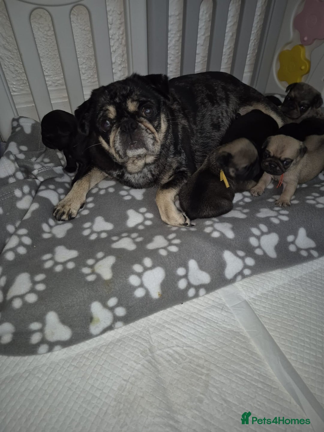 Pug dogs for sale: Pug puppies 🐶  - Image 23