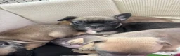 Mixed Breed dogs for sale: French bulldog x British bulldog - Advert 10
