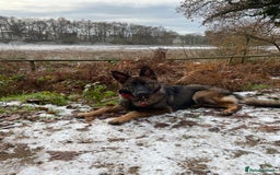 German Shepherd dogs for stud: Gorgeous German Shepherd For Stud in Kidderminster - Image 14