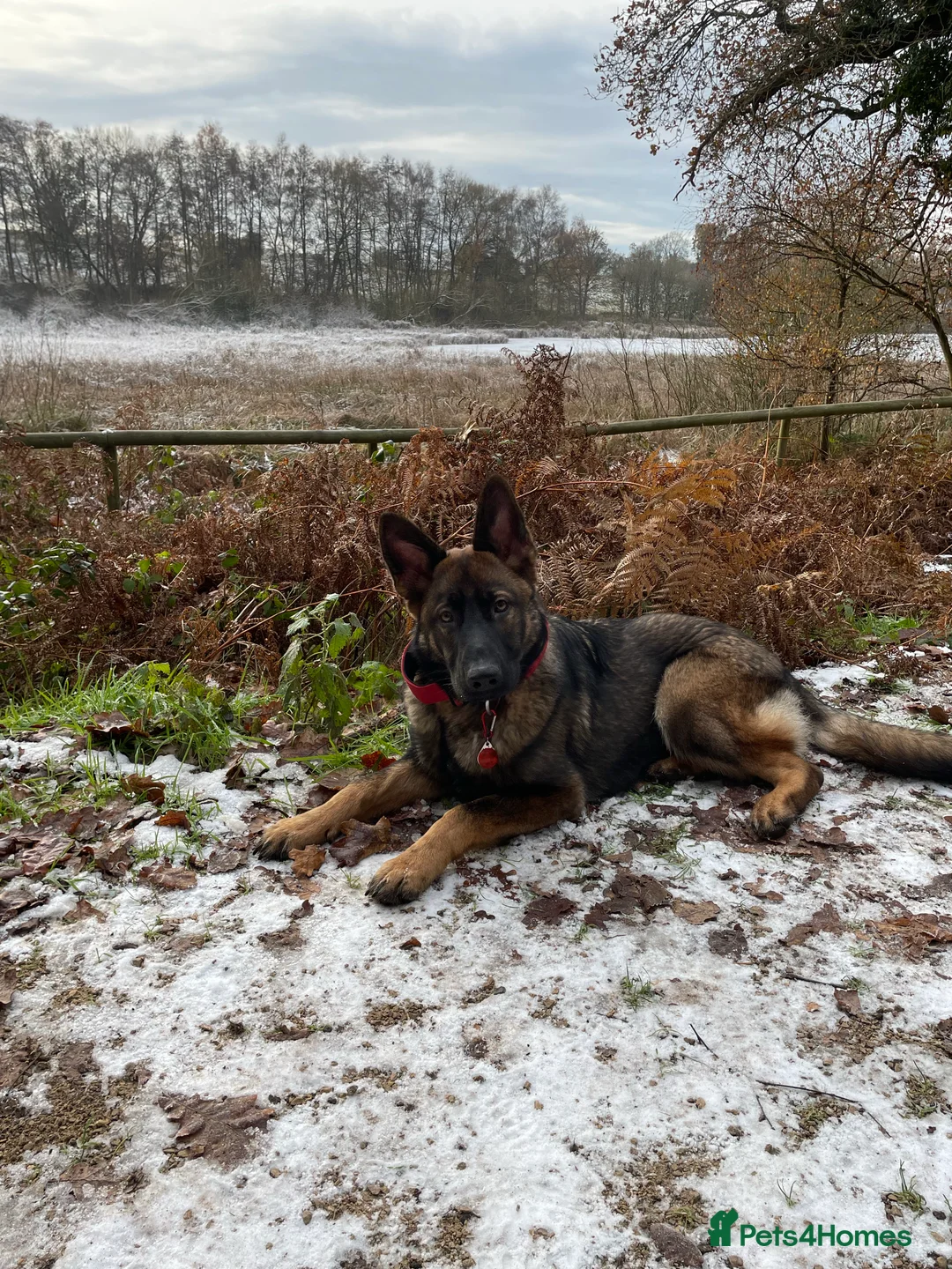 German Shepherd dogs for stud: Gorgeous German Shepherd For Stud in Kidderminster - Advert 14