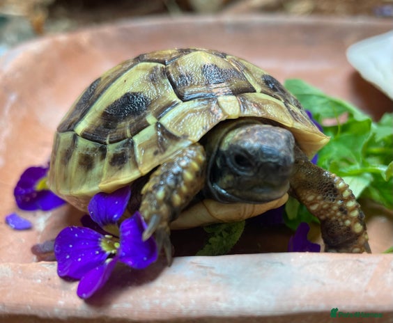 Hermann Tortoise reptiles - Advert 2