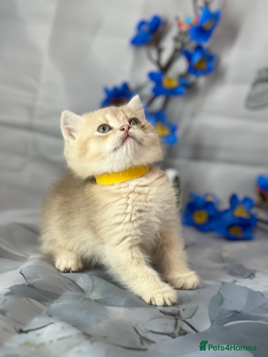 British Shorthair cats for sale: STUNNING TICA BRITISH SHORTHAIR/LONGHAIR KITTENS - Image 6