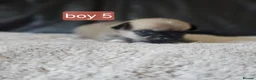 Chihuahua dogs for sale: 5 chiuaua baby boys - Advert 4