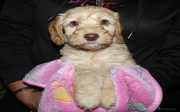 Cockapoo dogs for sale: Cockapoo F2 Puppies - Image 5
