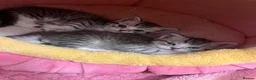 British Shorthair cats for sale: BRITISH SHORT HAIRED -SILVER TABBY - Advert 2