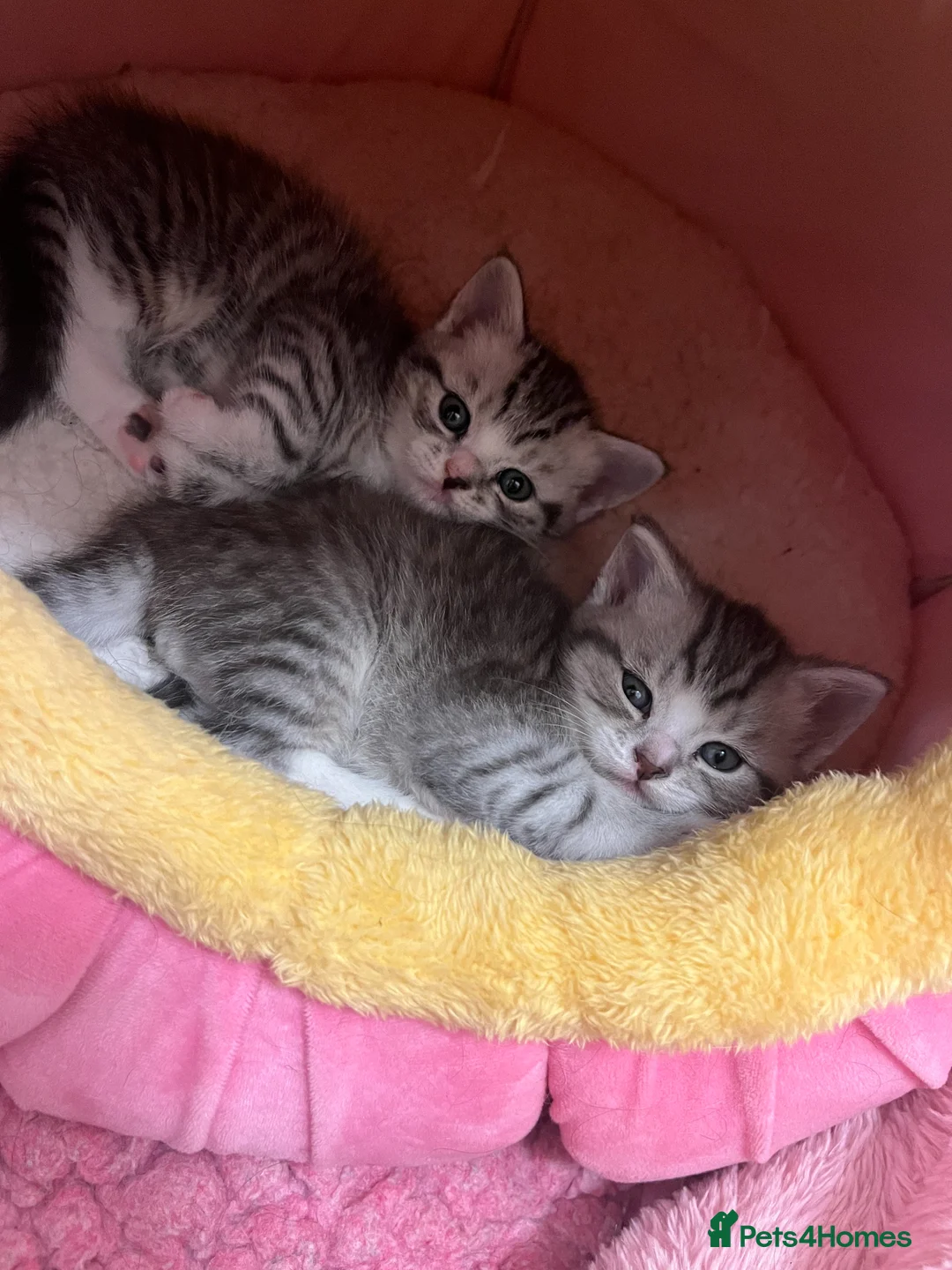 British Shorthair cats for sale: BRITISH SHORT HAIRED -SILVER TABBY - Advert 2