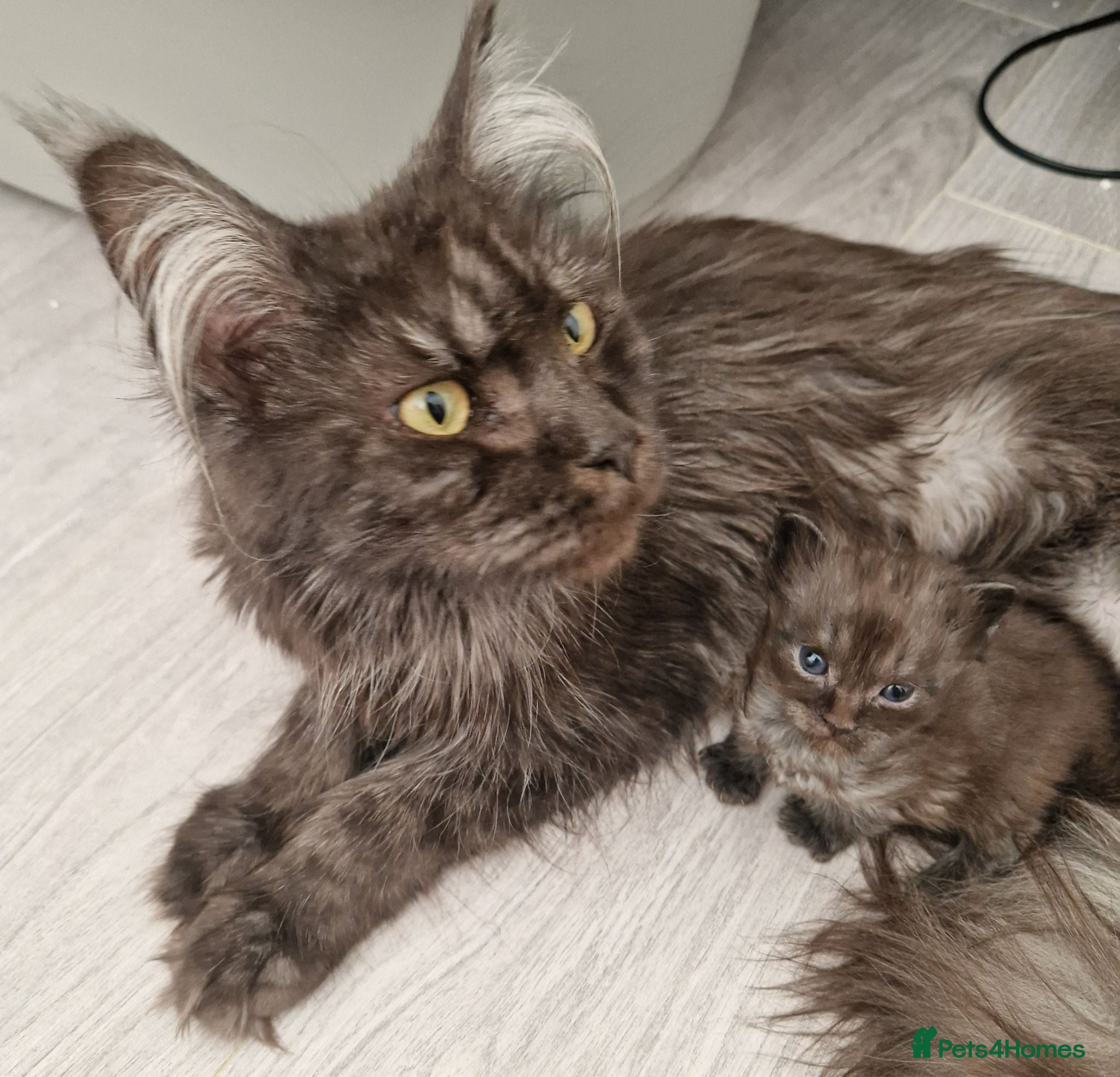 Maine Coon cats Outstanding pedigree mainecoons - Advert 2