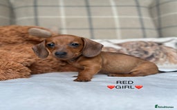 Miniature Dachshund dogs for sale: ❤️MINIATURE DACHSHUNDS❤️ - Image 15