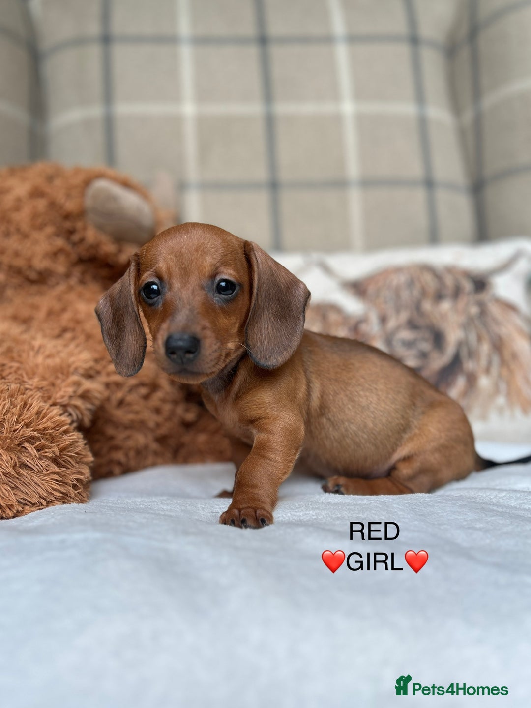 Miniature Dachshund dogs for sale: ❤️MINIATURE DACHSHUNDS❤️ - Image 15